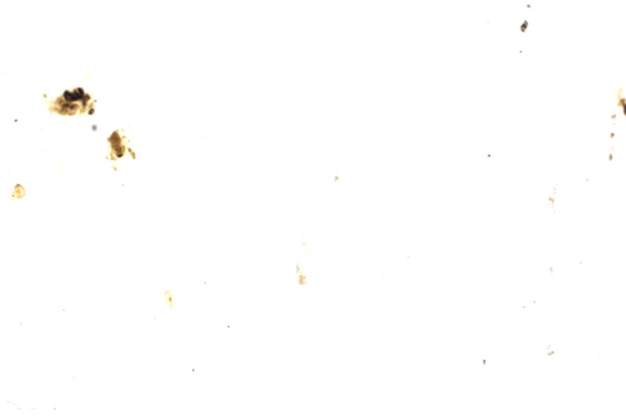 Image 42